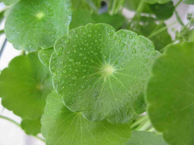 这3种花不用买花盆,不用土多给水,放在哪都能长