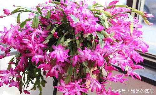 蟹爪|最厉害的养花营养液,给蟹爪兰喝一勺,蹭蹭冒花芽,花开满枝头!