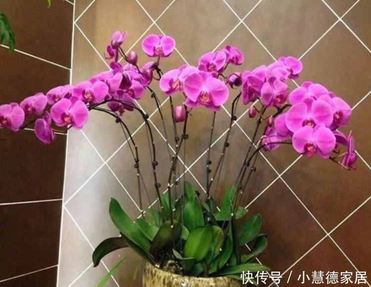  好养|花卉市场最畅销的4种花，漂亮又好养，养几盆家里变花海！