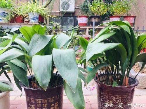 一叶兰|低于5度,6种花一整个冬天不浇水,也能照样活!