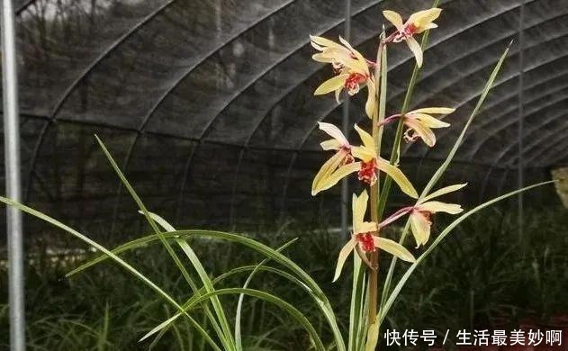 养好兰花的口诀,书本上学不到的经验,喜欢就收藏吧!