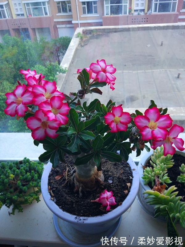 大丽花|养花杀手,试试此几款小花,养在阳台就能四季开花