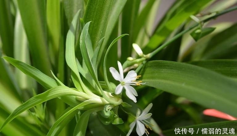 ivy|农村生长的一种野草，花开时很漂亮，你认识吗？