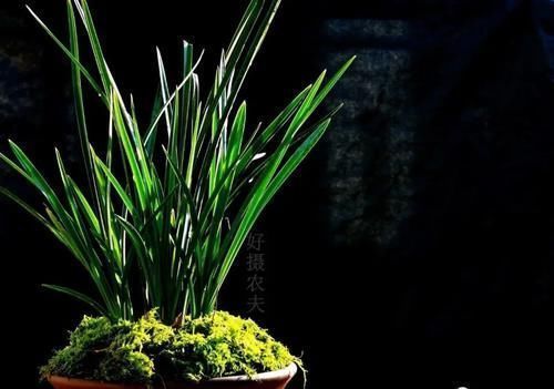 兰花叶子枯萎怎么办?教你5个妙招,新手兰友一定要知道