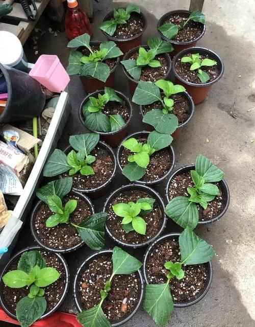 买绣球花是花苗好还是老桩好？