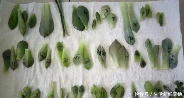 养多肉该如何繁殖只需1招,叶片发芽快、生根早、成活率高!