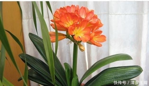 叶子|君子兰也调皮,爱吃小零食,叶子疯长停不下来