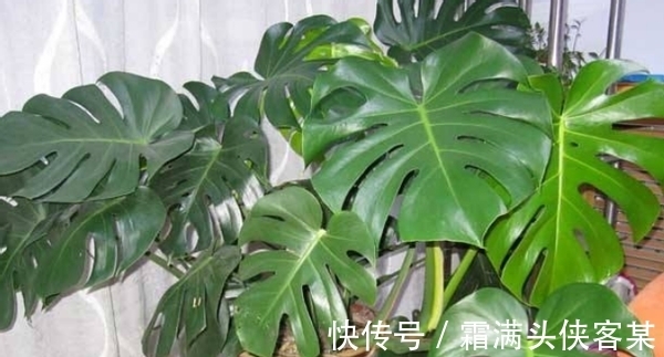 日常养花该准备什么肥？自制这3样就不错，肥效温和、材料易得