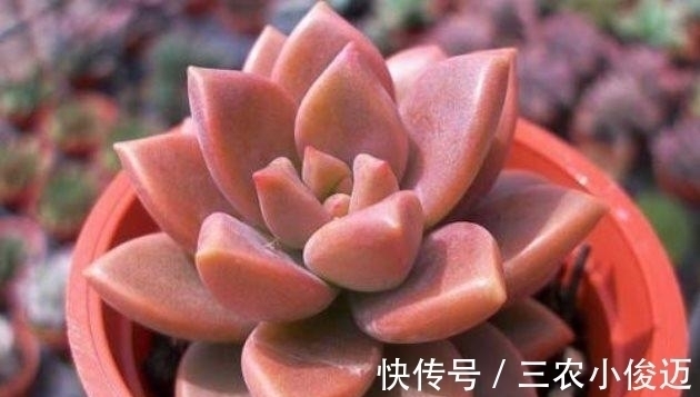 新买的多肉这么养, 不发软不变黄, 长得胖乎乎的