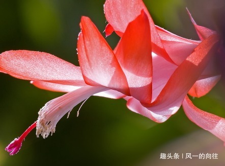冬季家养蟹爪兰总是难开花做好这几个细节,轻松花开爆满盆