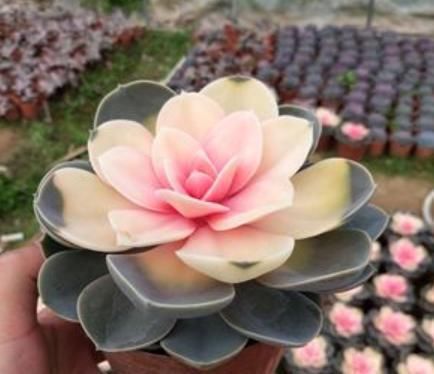  养不活|花市买花擦亮眼，碰到4种花不能买，因为根本养不活