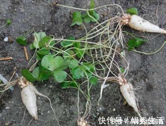 水晶萝卜|它叫三叶酸,很多人只摘叶吃,却不知地下藏“水晶萝卜”,吃过吗