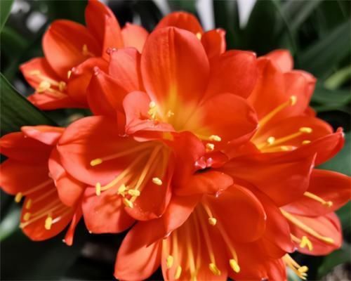 养君子兰,没事喂点“小零食”,叶绿根肥,花又大又艳