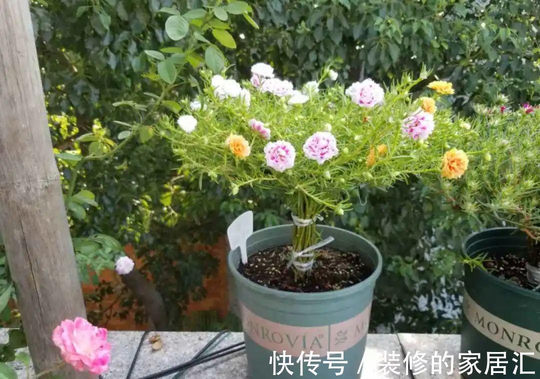 枝条|6种花别养老桩,越老越不开花,赶紧扦插备份