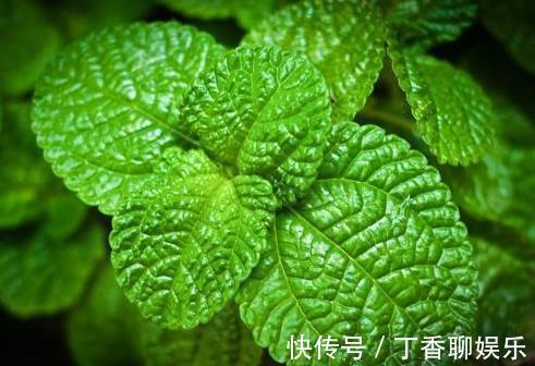 子宫|女人想要老得慢，脸上少点皱纹，3类野菜，养护子宫，越吃越年轻