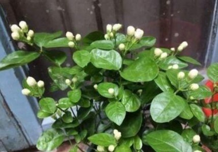 “花”也是“酒鬼”这8种花,1月喝2次,长得却非常好看葱绿!