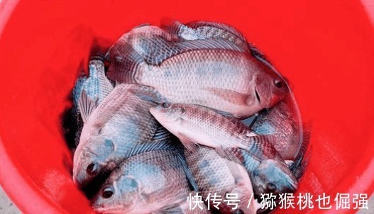 中国南方|太阳鱼入侵南方多地,比罗非鱼更厉害,却有致命弱点:刺少肉嫩