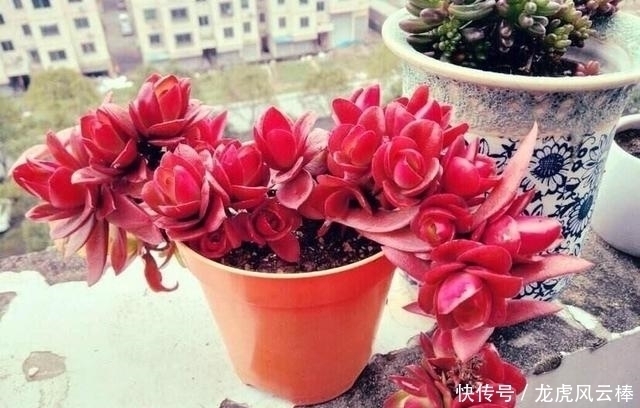 叶片|养好多肉植物这些必浇水不能少,间歇水好处最多