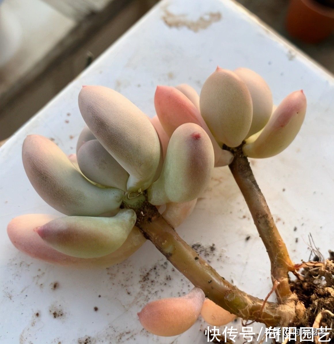 网上买多肉，什么是好多肉？买多肉不能只挑颜色，桩子也很重要