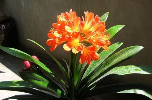 君子兰|君子兰养不好,关键是不知道几个技巧,不然分分钟开到爆!