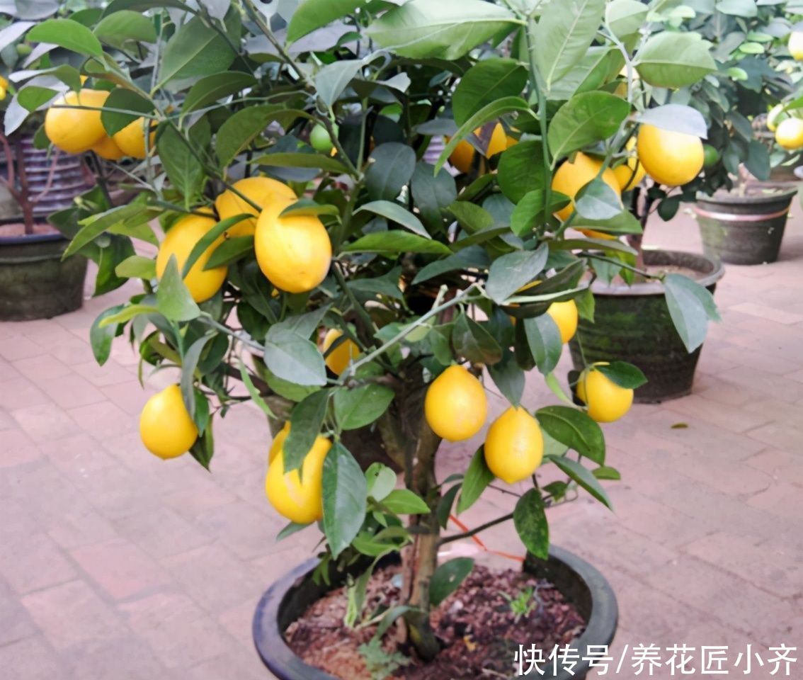 秋天|秋天4种花别着急“修剪”,当年长得枝条都是花,剪了就不开花