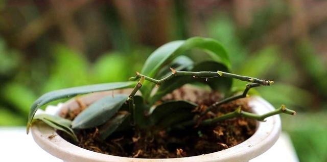 地域性|3种花再喜欢,也别轻易买,虽然很漂亮,但能“养活”的人不多