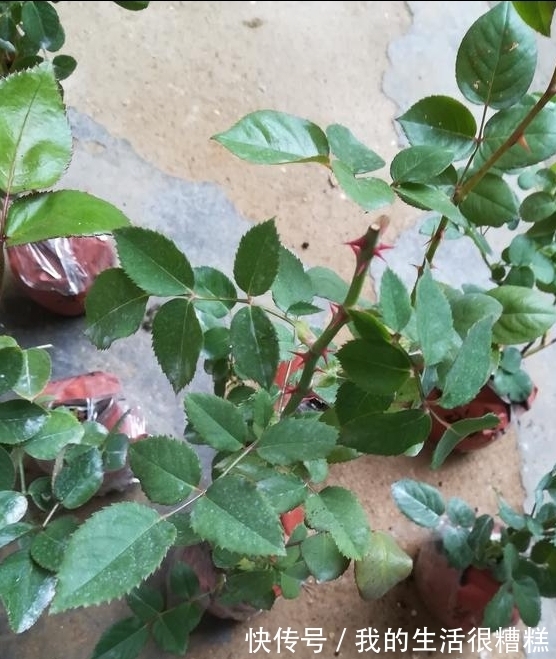 新买的月季小苗,4个关键处理好,根壮苗旺,卯足劲开花