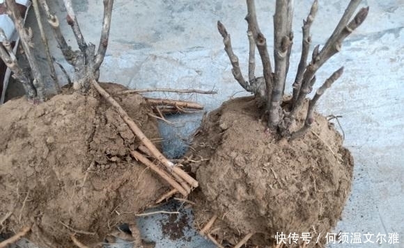 这2种花很漂亮,但是不能盆栽,千万别种错了,种到盆里不开花