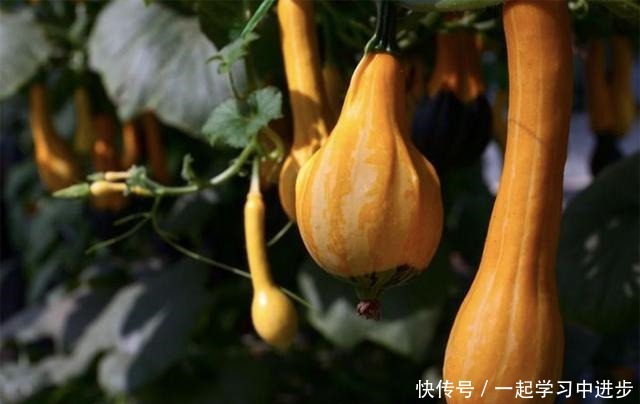 苏州人的宝岛秘境,美成仙境,却被时光遗忘!