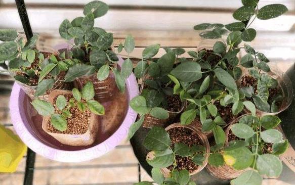 在家养花,该如何解决虫害难题3个妙招,保你杀虫没顾虑