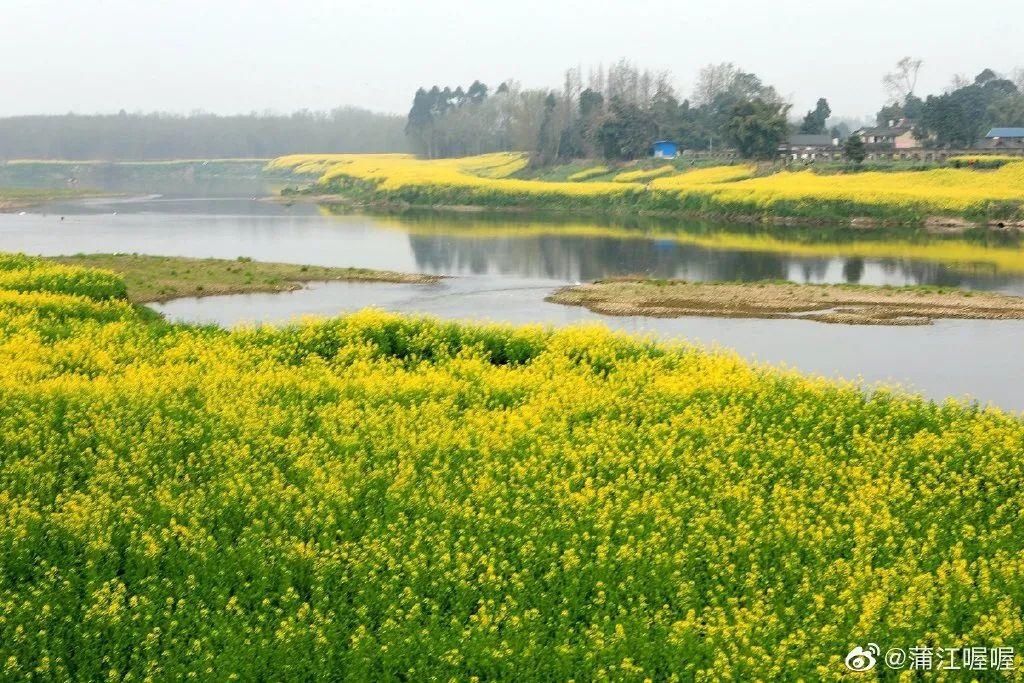 成都油菜花“千岛湖”，在这里……