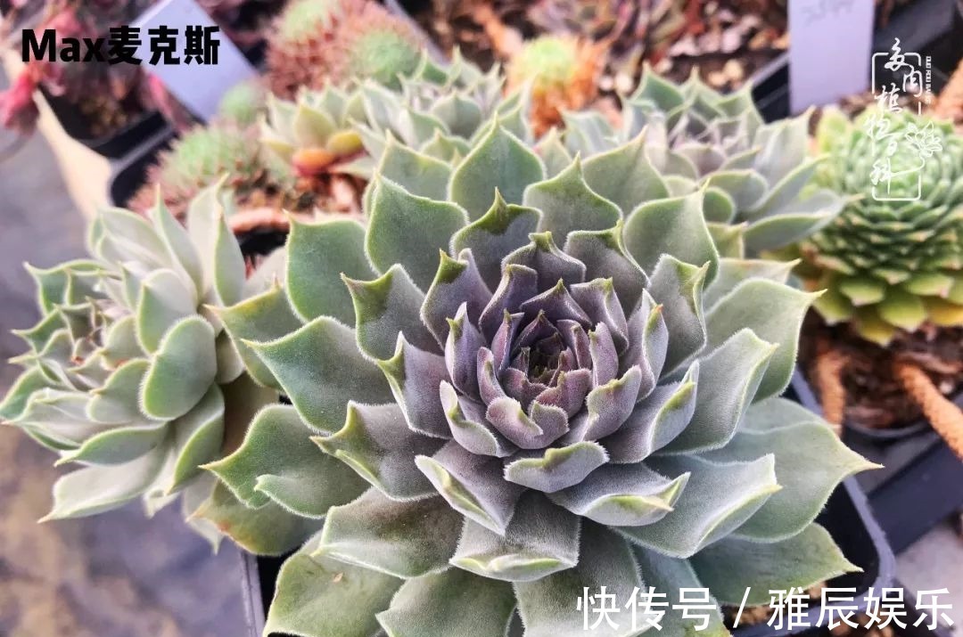 框子|这多肉拼盘这么仙!如何制作达人手把手教你制作长生草拼盘!