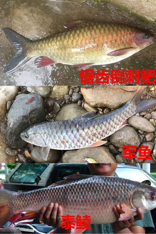 蓑笠哥|九成钓友都会把这几种鱼认错，和牢底坐穿鱼搞混就麻烦了
