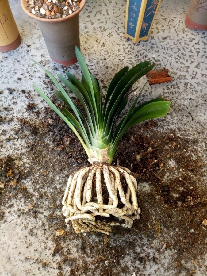 秋凉|秋凉后,养3种花,最好换盆、换土,到时候不开花、黄叶