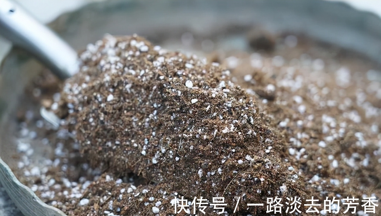 盆栽|怎样知道花卉要翻盆了？有5个表现就要注意，否则会严重影响生长