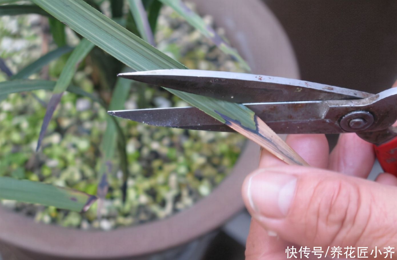 养兰花要学会“观察”，发现叶片上的5个“求救信号”，及时施救