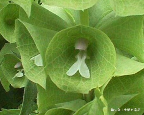 植株|此花,花似贝壳,人称”环保小高手“,养护有道,花开串串