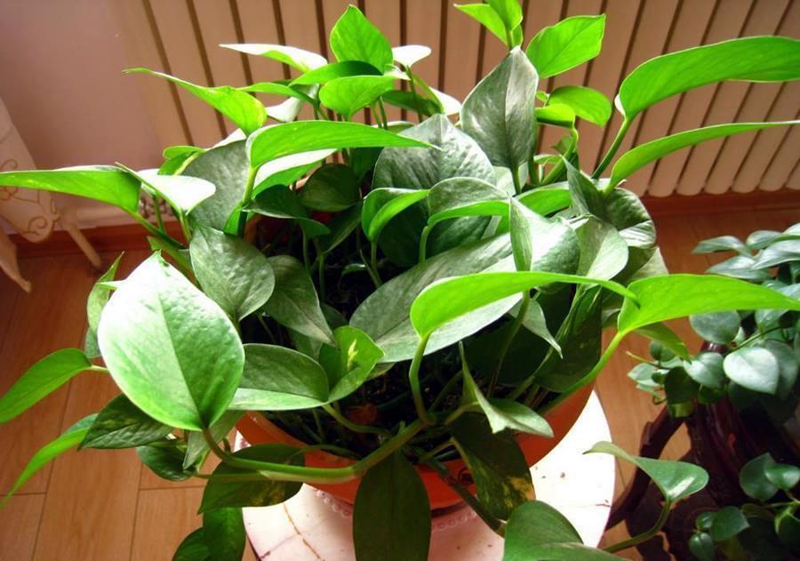 香蕉皮用来养花,具体方法是这样的,一起学一学