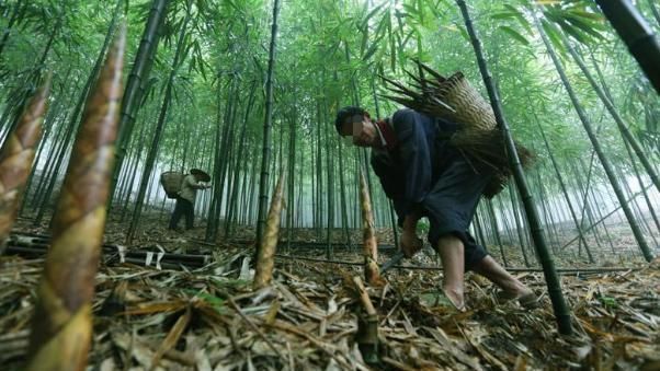 竹笋|老农挖竹笋时,挖到2个带血鸡蛋,专家鉴定后开价80万欲购买