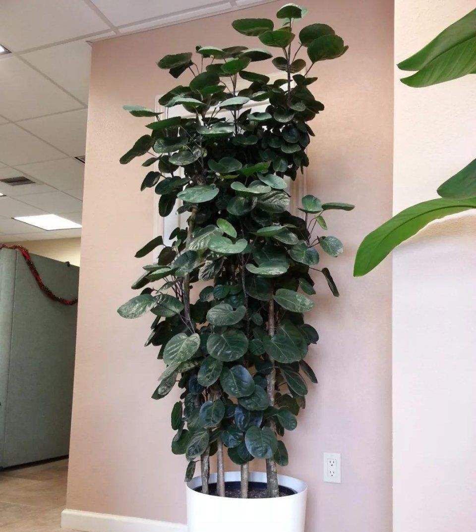 家里放盆栽,有“2养2不养”之说,懂花的人都明白