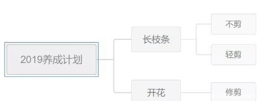 月季吃奶小苗,冬季要不要修剪?怎么剪?