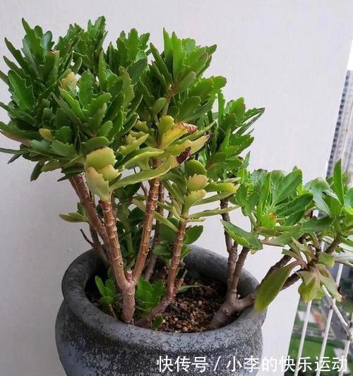 打造老桩长寿花,修剪别落下,就是这样简单