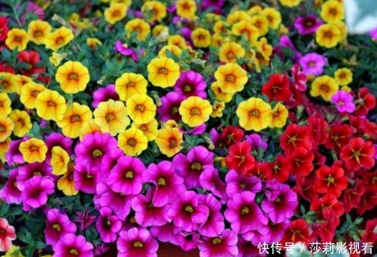 夏天养花，不妨养这四款花，花大色艳很漂亮，谁养谁爱