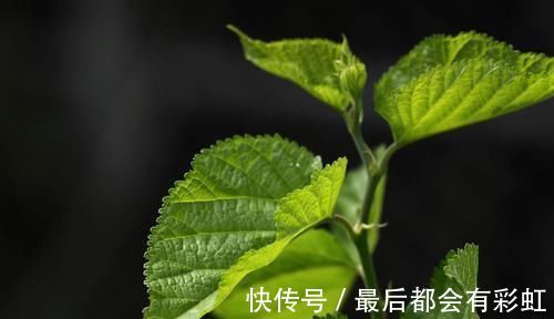 检查|一旦检查出糖尿病，坚持用“它”泡水喝，血糖或许悄悄降下去