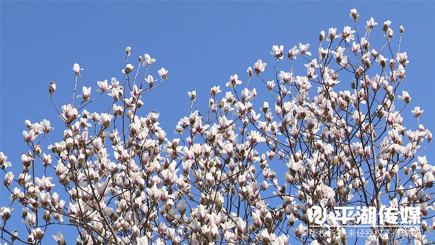 春天的气息！街头百花竞相开放，又到一年春好时