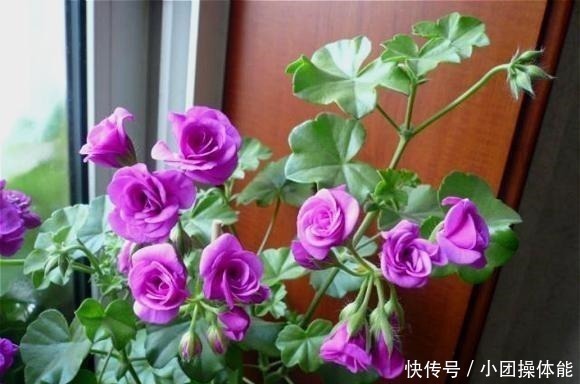漂亮|此“花”一年开花好几次,花朵漂亮似玫瑰,养在阳台路人都夸美!
