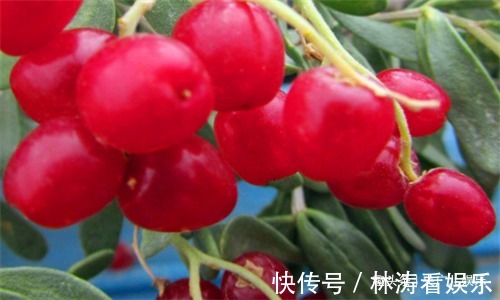 红豆杉|女性若爱美，常吃4种食物，改善皮肤，养阴平肝，清理子宫垃圾