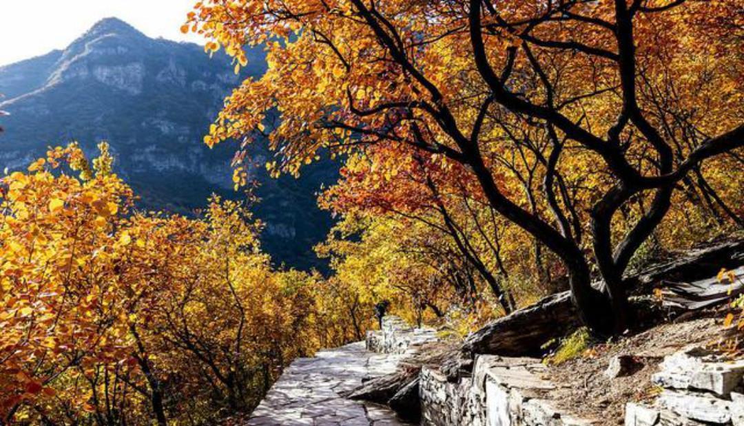 七绝|杨万里的这首七绝《红叶》,有着淡淡的忧伤,通篇写得很有韵味!