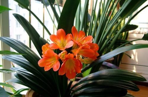 新手养君子兰，教你一招，开花不用靠运气，养一盆开一盆