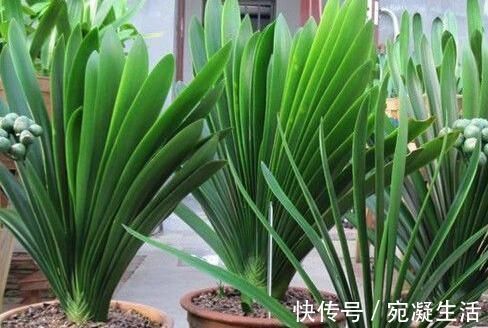 啤酒|头次见用“它”浇君子兰，怪不得叶子又宽又绿，太实用了
